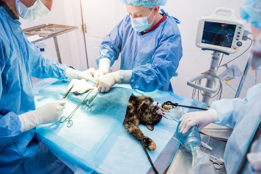 Veterinarska ambulanta Bijeljina - Hirurgija