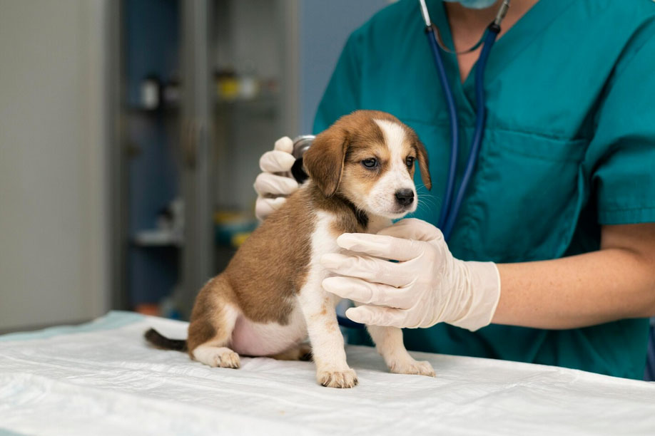 Veterinarska ambulanta Bijeljina - Prevencija